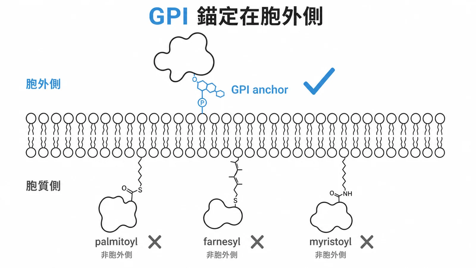 GPI錨定蛋白質在胞外側vs其他脂質錨定在胞質側的示意圖