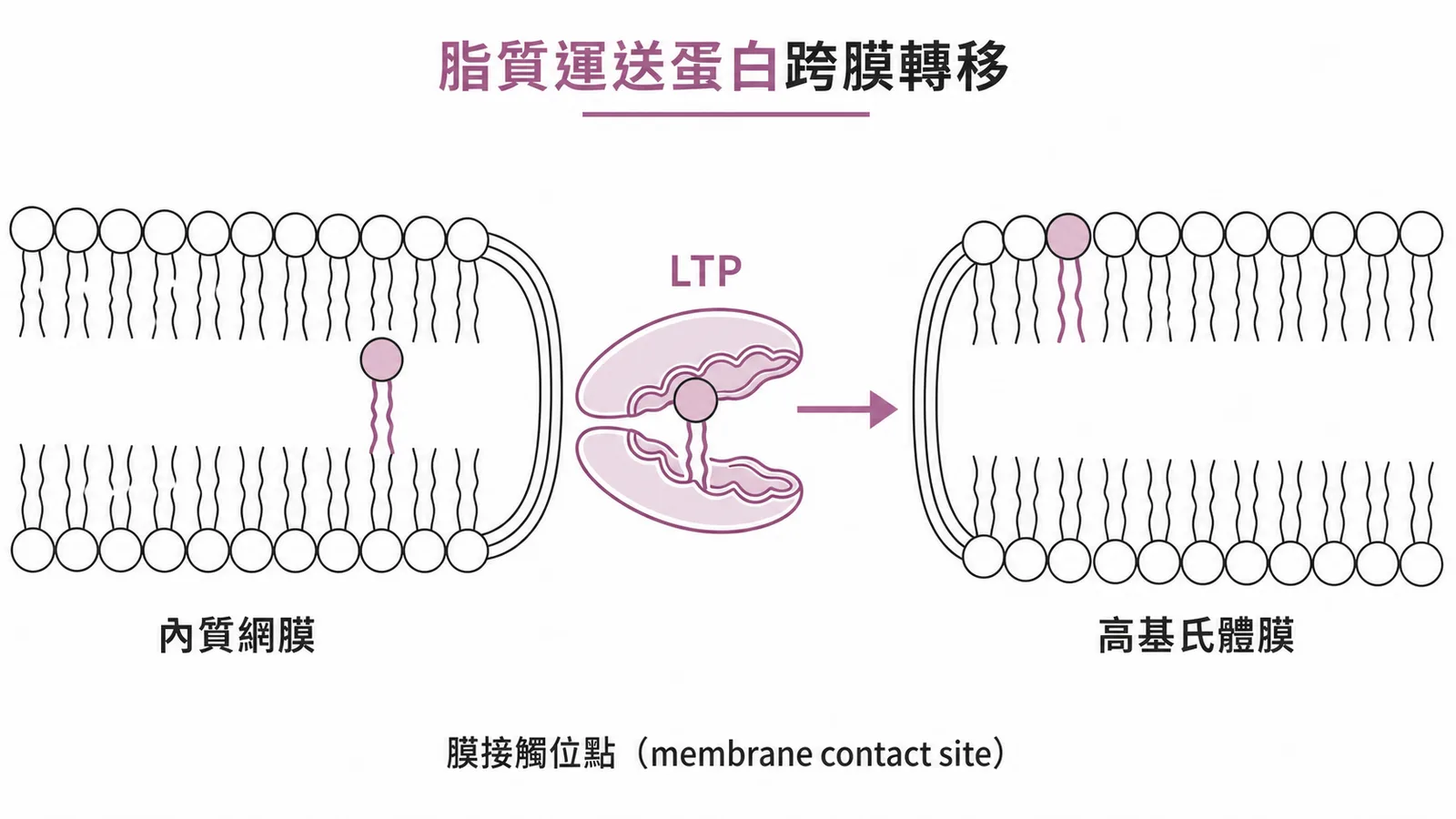 脂質運送蛋白在膜接觸位點跨膜轉移脂質的示意圖