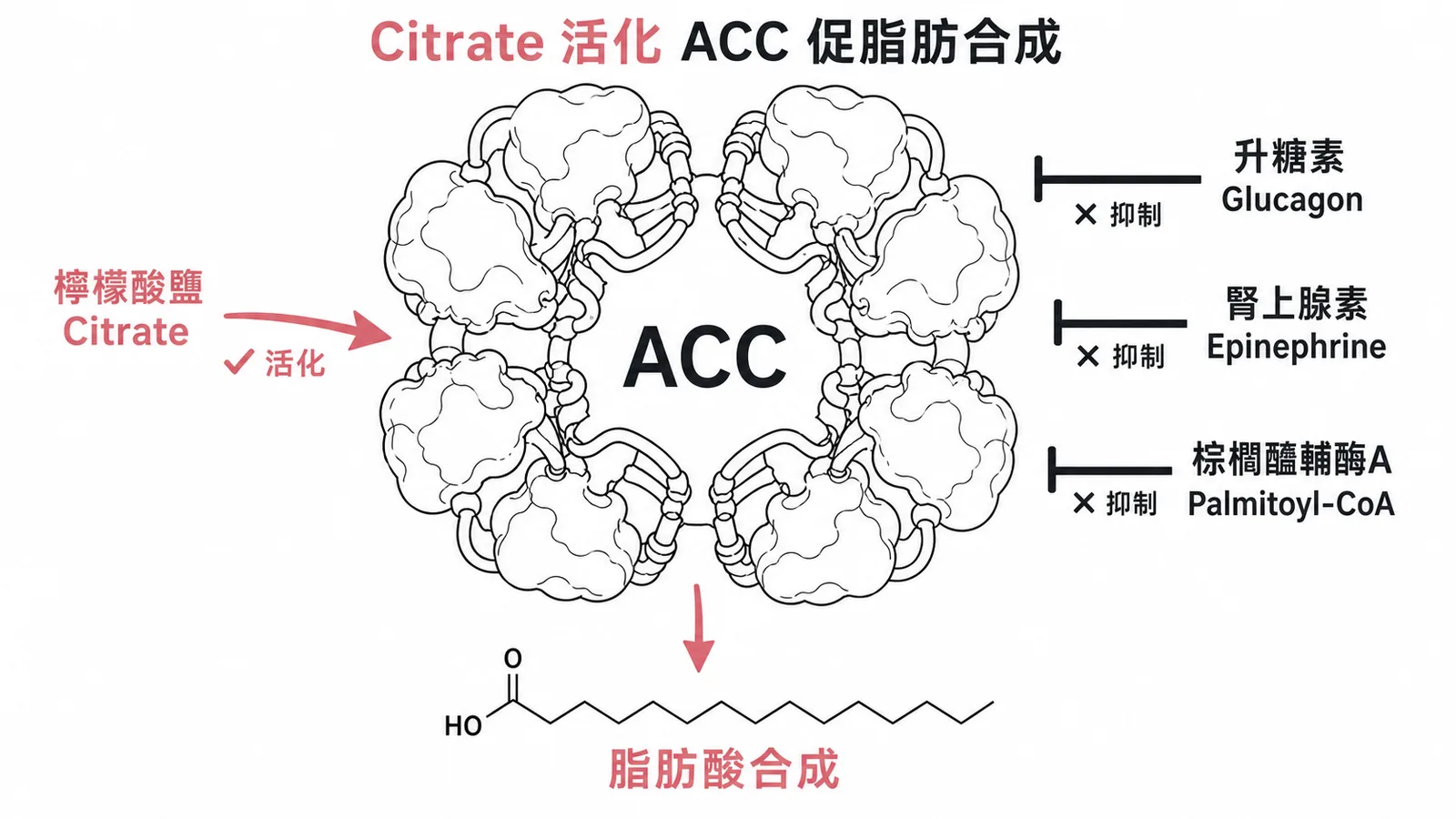 Citrate 活化 ACC 促脂肪合成：檸檬酸鹽活化、升糖素與腎上腺素及棕櫚醯輔酶A 抑制