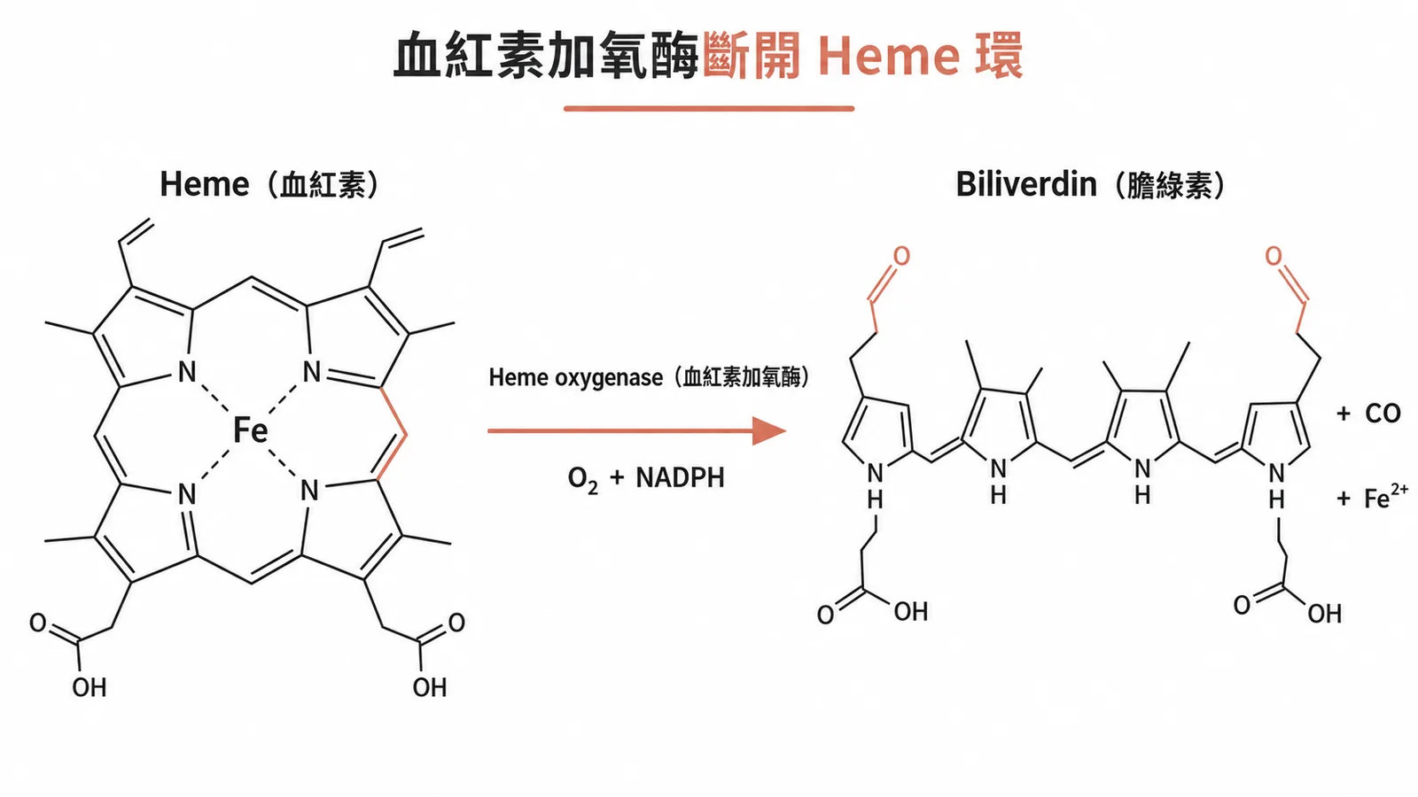 血紅素加氧酶斷開 Heme 環：Heme 經 heme oxygenase 氧化為 Biliverdin 並釋出 CO 與 Fe²⁺
