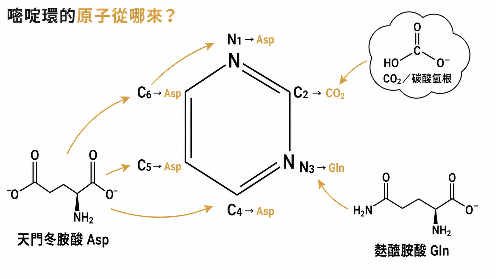 嘧啶環的原子來源：天門冬胺酸提供 N1、C4–C6，麩醯胺酸提供 N3，CO₂ 提供 C2