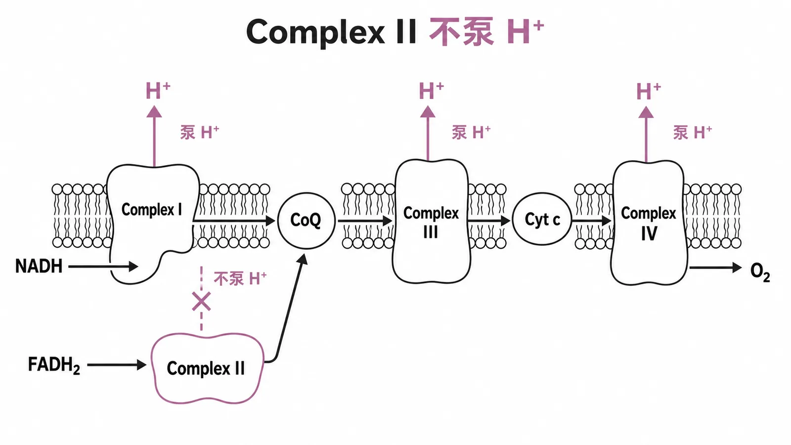 Complex II 不泵 H⁺：NADH 從 Complex I 進入可泵出氫離子，FADH₂ 從 Complex II 進入則無法泵氫離子