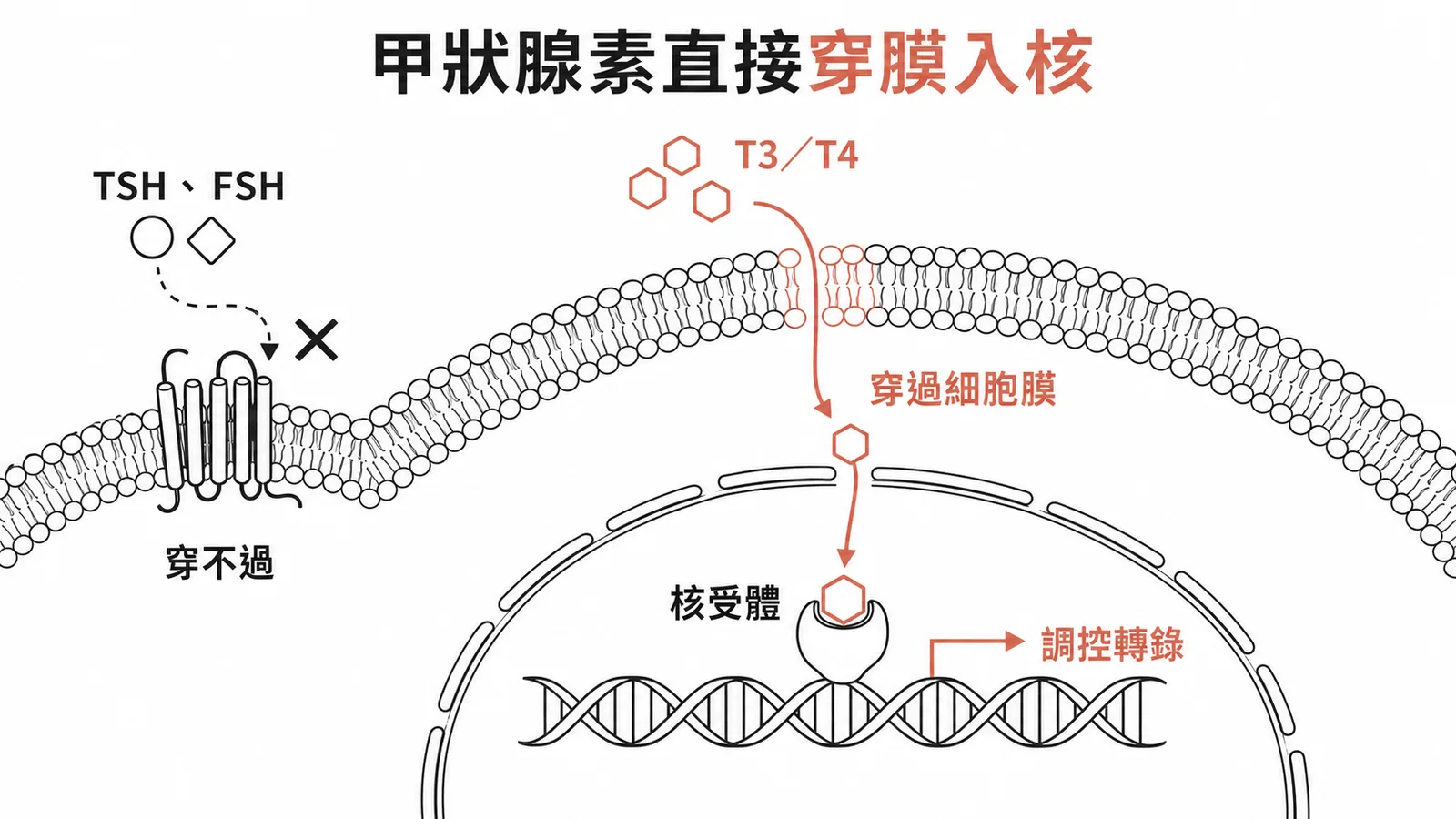 甲狀腺素直接穿膜入核：脂溶性荷爾蒙 T3/T4 穿過細胞膜與核受體結合調控轉錄