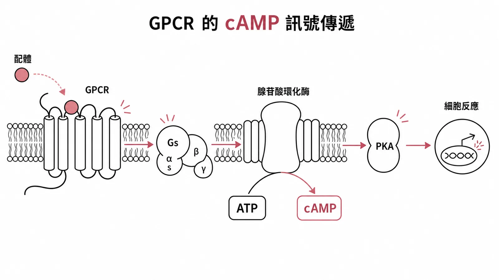 GPCR 的 cAMP 訊號傳遞：配體結合 GPCR 活化 Gs 蛋白與腺苷酸環化酶產生 cAMP 再活化 PKA