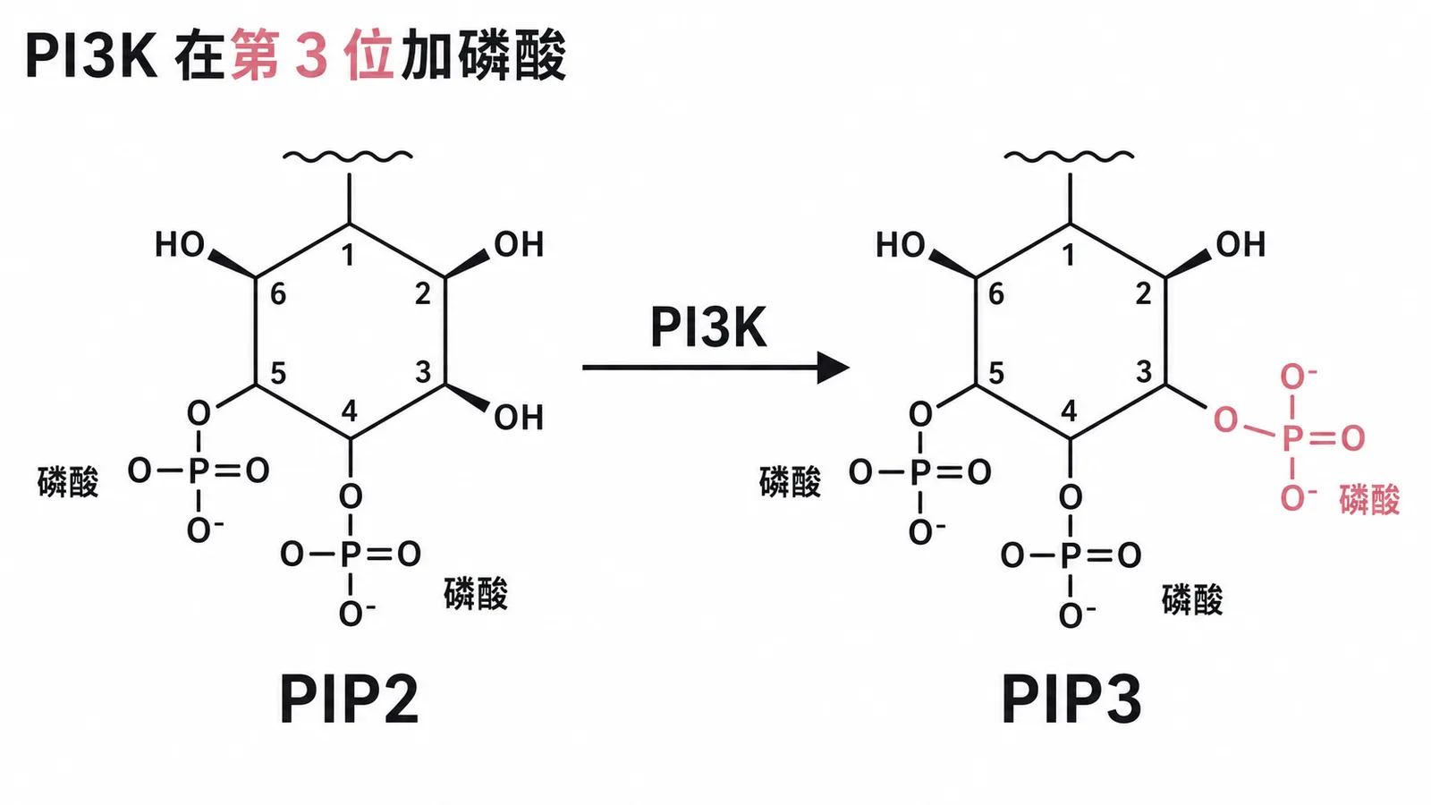PI3K 在第 3 位加磷酸：PIP2 經 PI3K 在肌醇環第 3 位碳加磷酸生成 PIP3