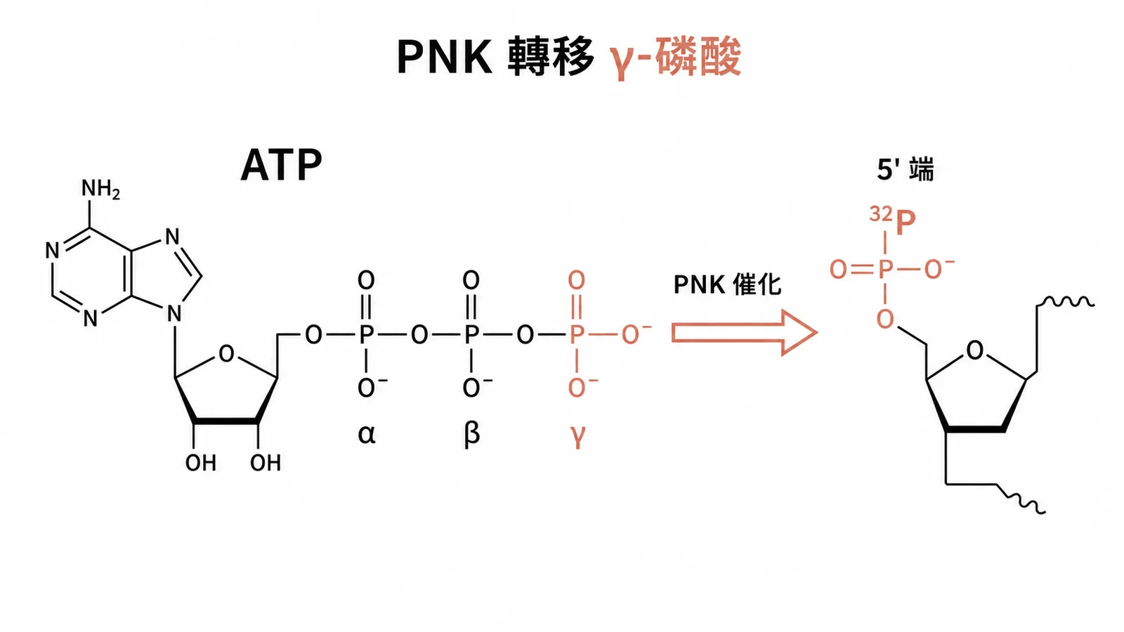 PNK 轉移 γ-磷酸:ATP 最外側 γ-磷酸經 PNK 催化轉移到核酸 5 端標記 ³²P