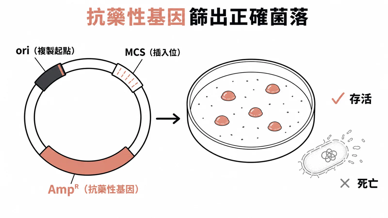 抗藥性基因篩出正確菌落：選殖質體含 ori、MCS 與抗藥性基因，成功轉殖的菌落才能在含抗生素培養基存活