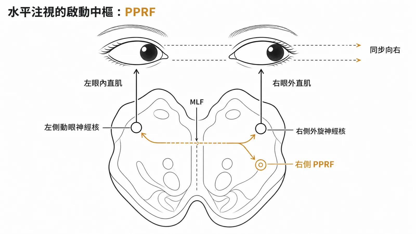 PPRF水平注視中樞神經迴路示意圖