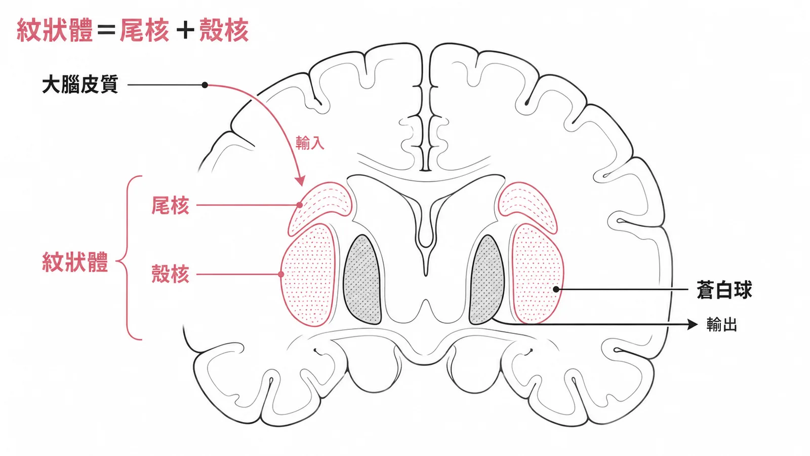 紋狀體由尾核與殼核組成,是基底核的輸入核