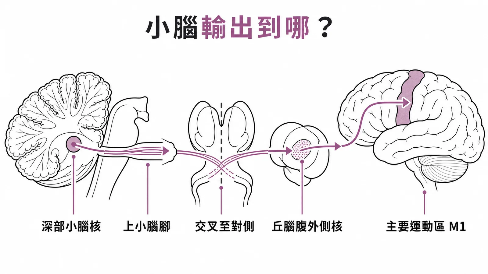 小腦輸出經上小腦腳交叉至丘腦腹外側核再投射到主要運動區M1