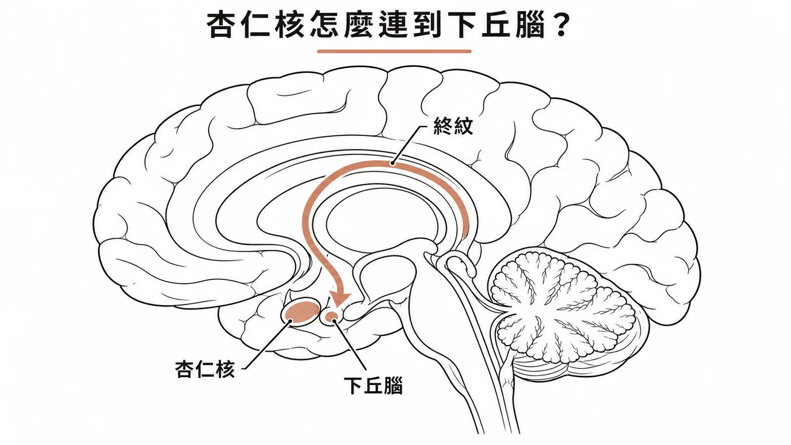 杏仁核經終紋弧形投射至下丘腦調節情緒反應