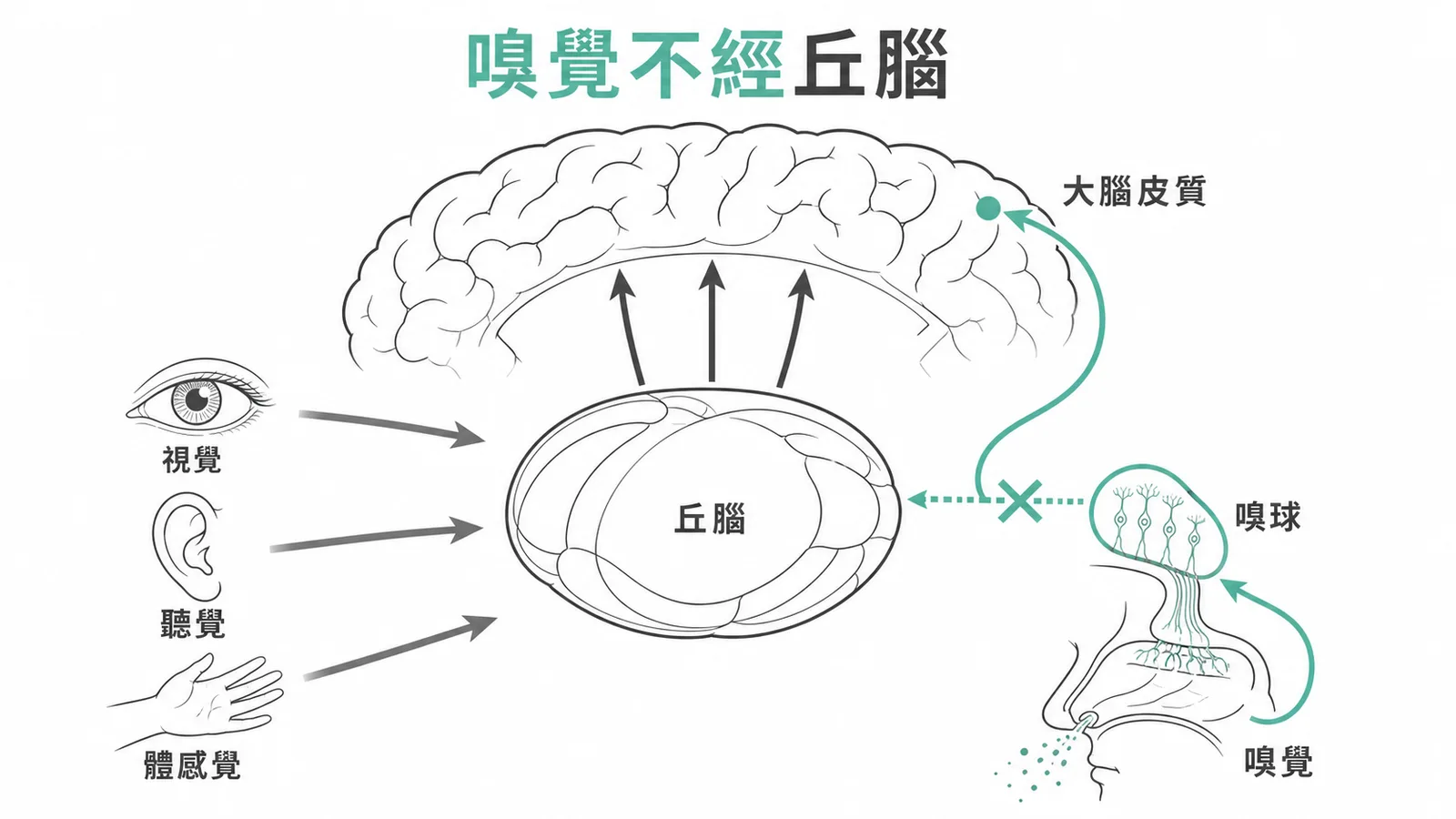 嗅覺是唯一不經丘腦直達皮質的感覺