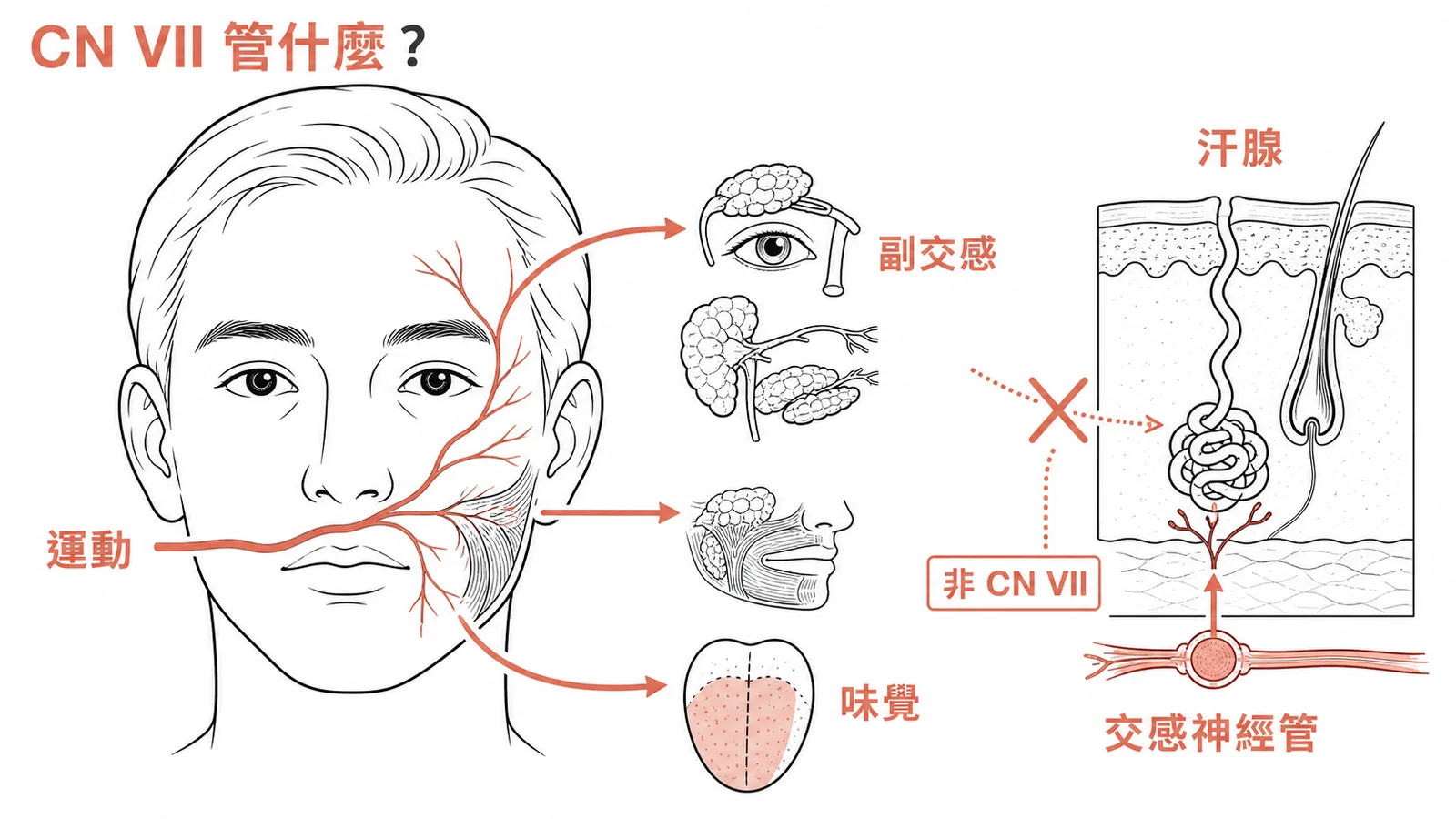 顏面神經管運動副交感味覺三大功能而汗腺由交感神經支配