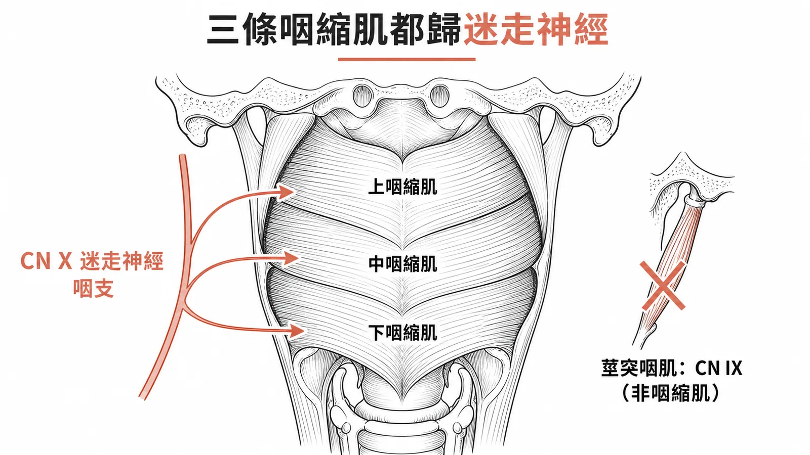 迷走神經咽支支配所有三條咽縮肌的神經路徑示意圖