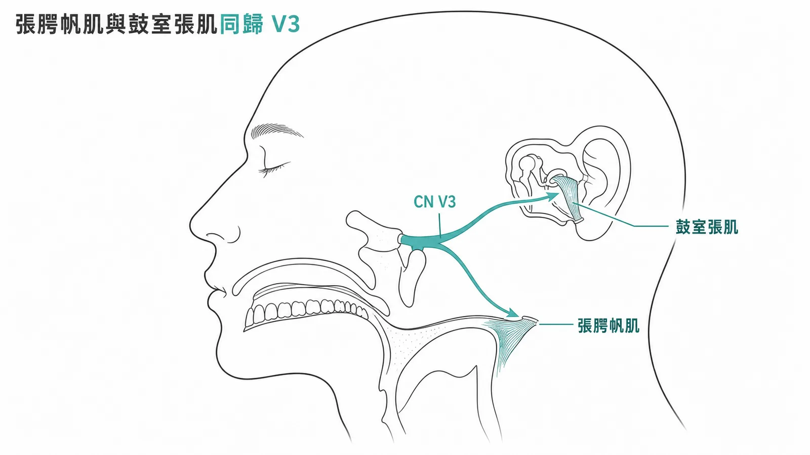 CN V3 下頷支同時支配張腭帆肌與鼓室張肌的神經路徑