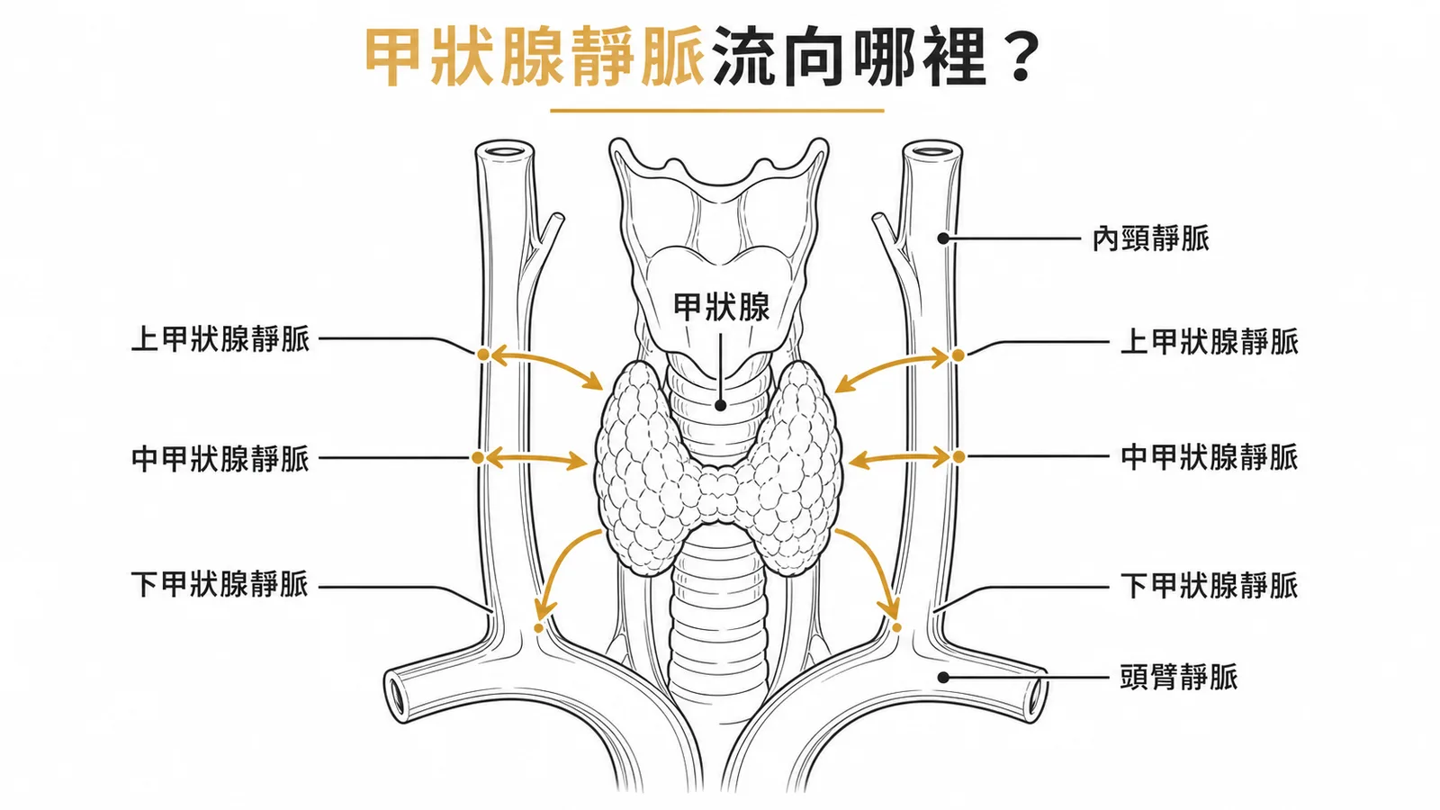 甲狀腺三對靜脈回流路徑：上中→內頸靜脈，下→頭臂靜脈