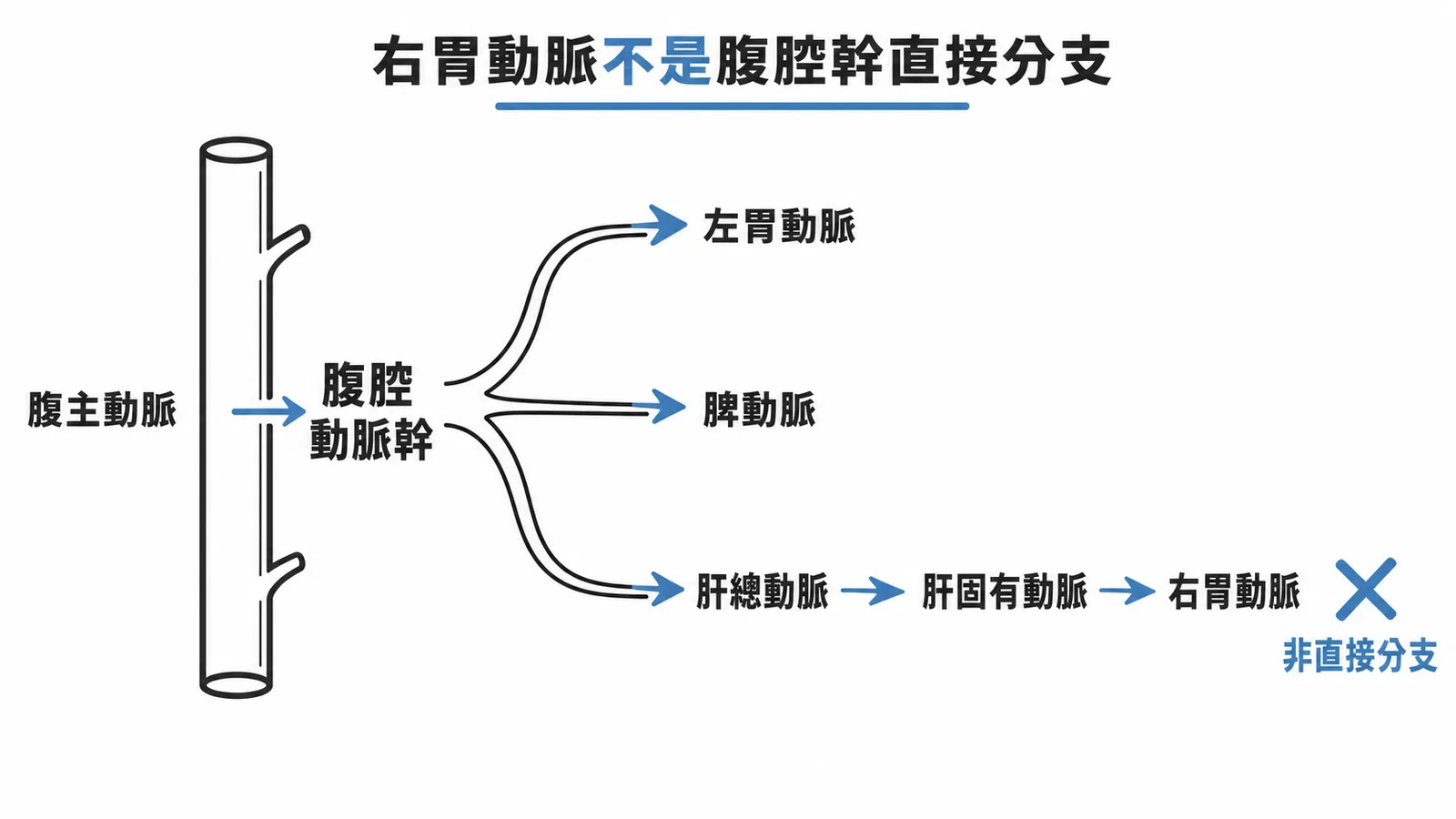 腹腔動脈幹分支樹狀圖：左胃、脾、肝總為直接分支，右胃動脈為肝固有動脈次級分支