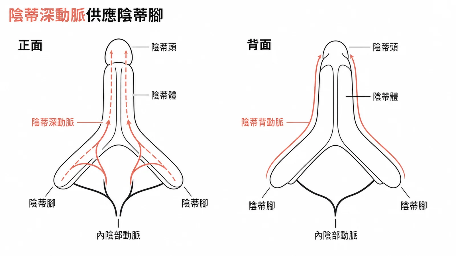 陰蒂深動脈從內陰部動脈分出，穿入陰蒂海綿體供應陰蒂腳
