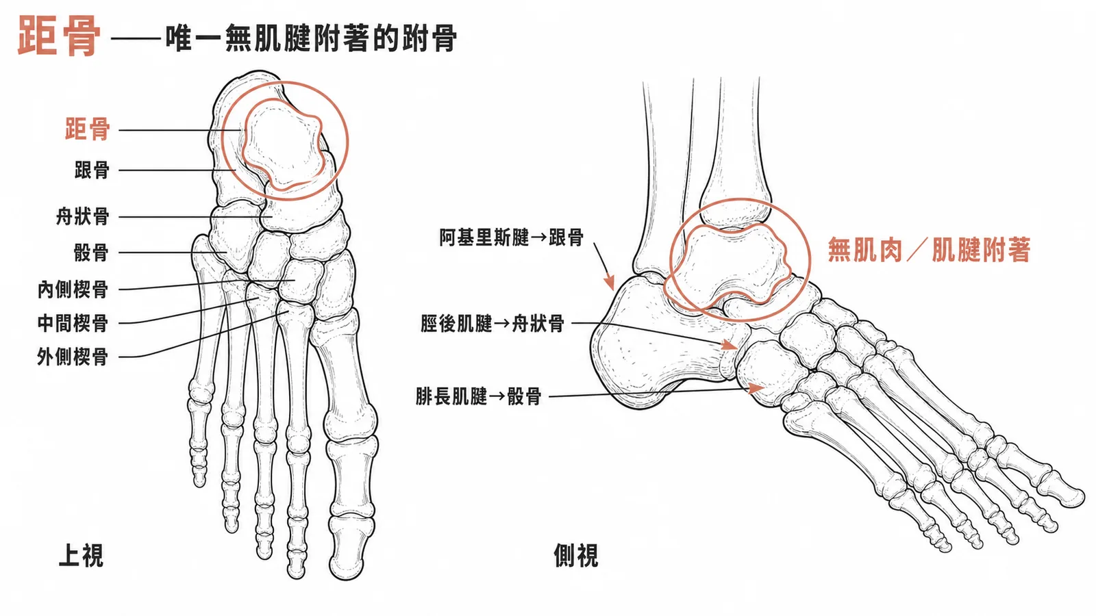 距骨是跗骨中唯一沒有肌肉或肌腱附著的骨頭