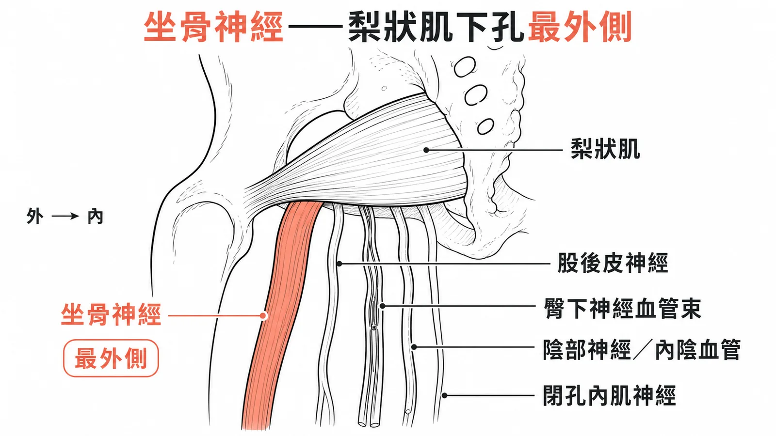 坐骨神經位於梨狀肌下孔最外側，其次是股後皮神經、臀下血管束、陰部神經