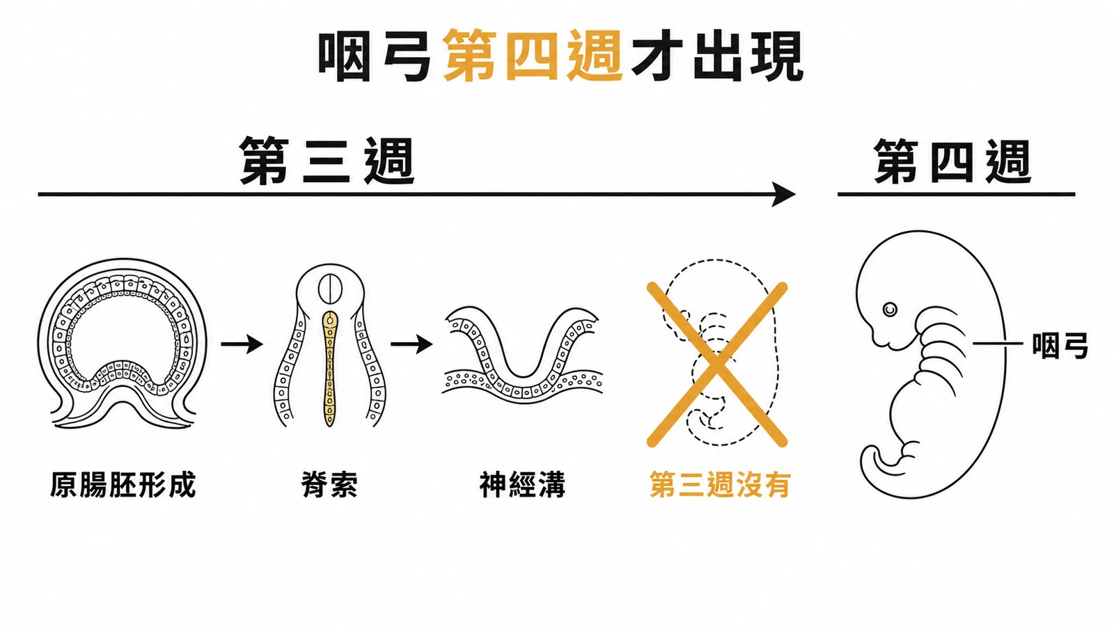 咽弓第四週才出現——第三週發生原腸胚形成、脊索與神經溝
