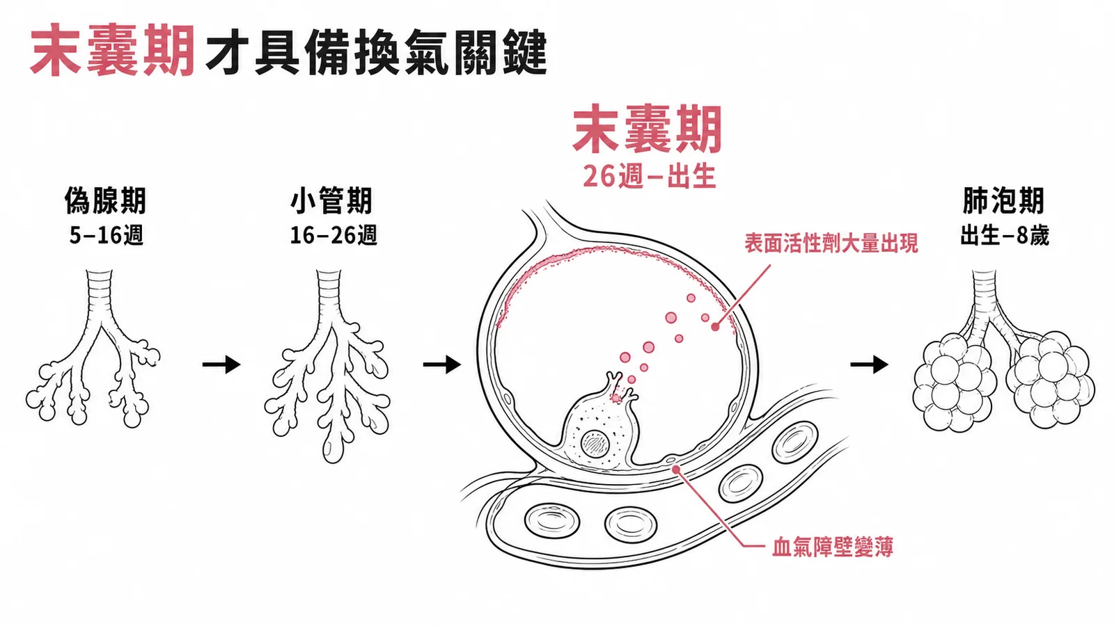 末囊期才具備換氣關鍵——血氣障壁變薄、表面活性劑大量分泌