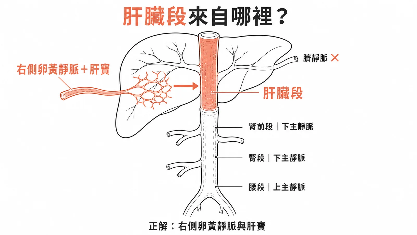 IVC肝臟段來自右側卵黃靜脈與肝竇