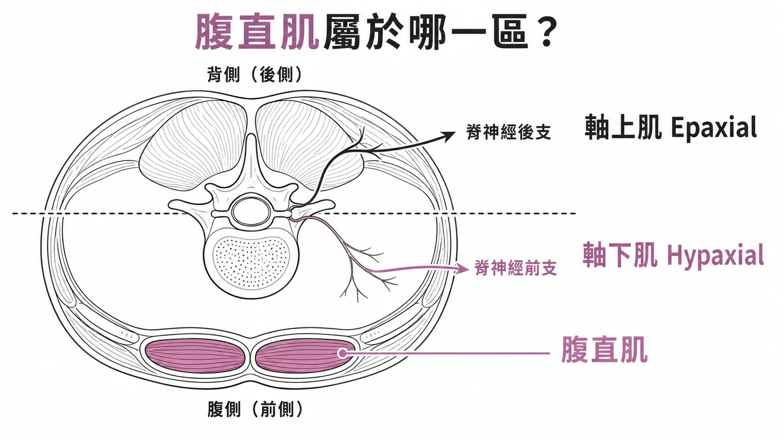 腹直肌屬於軸下肌——脊柱腹側、脊神經前支支配