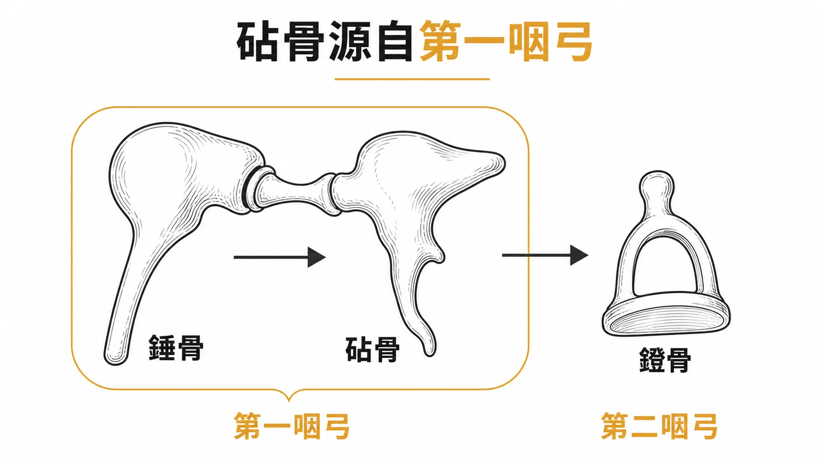 砧骨與錘骨源自第一咽弓、鐙骨源自第二咽弓