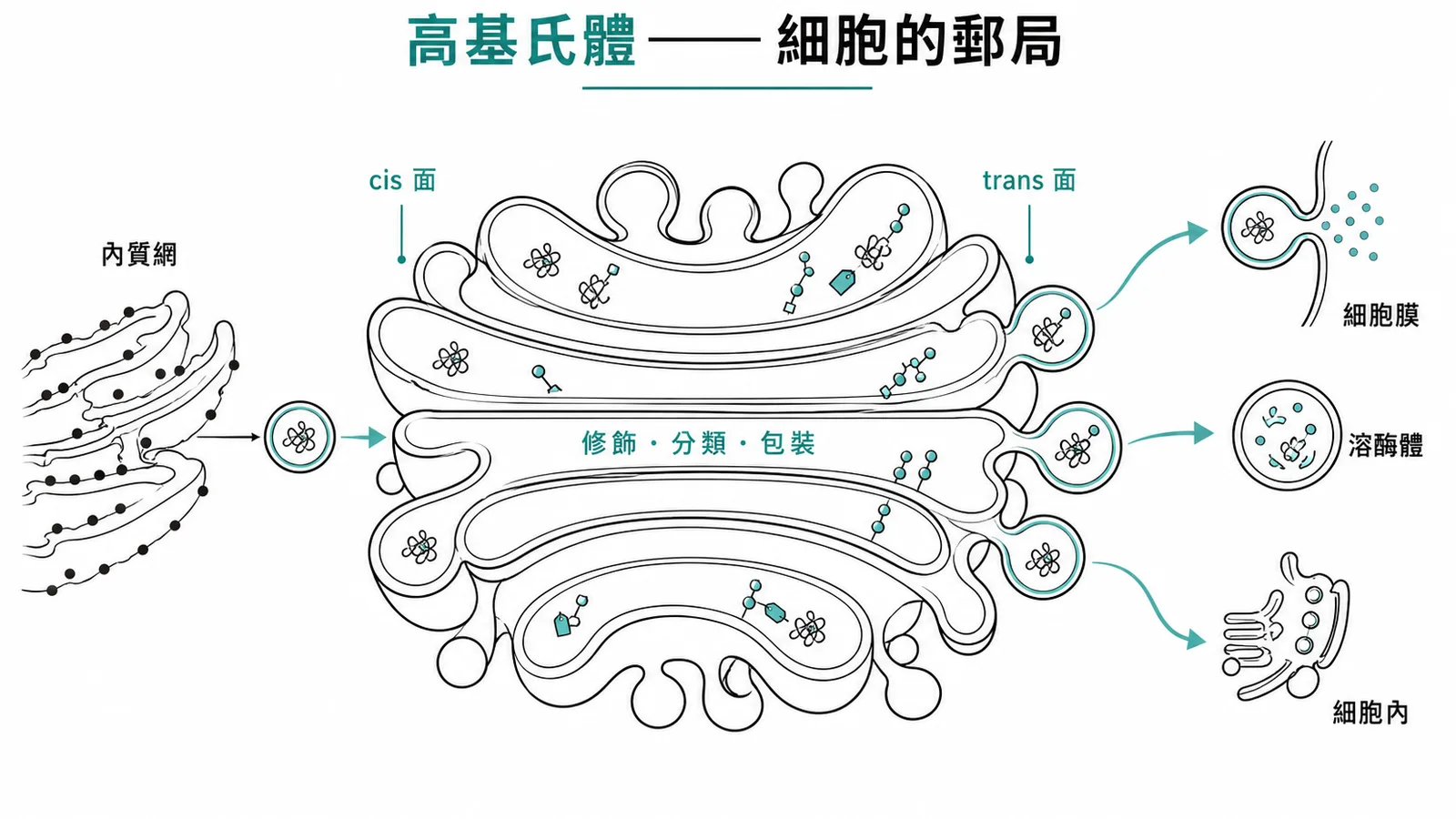 高基氏體——細胞的郵局，負責蛋白質修飾、分類與包裝導向