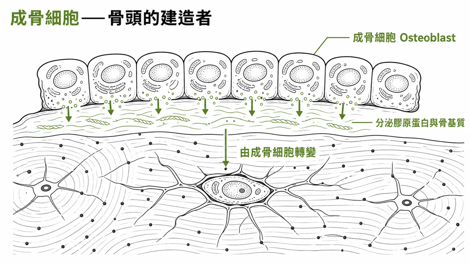 成骨細胞排列在骨表面分泌膠原蛋白與骨基質