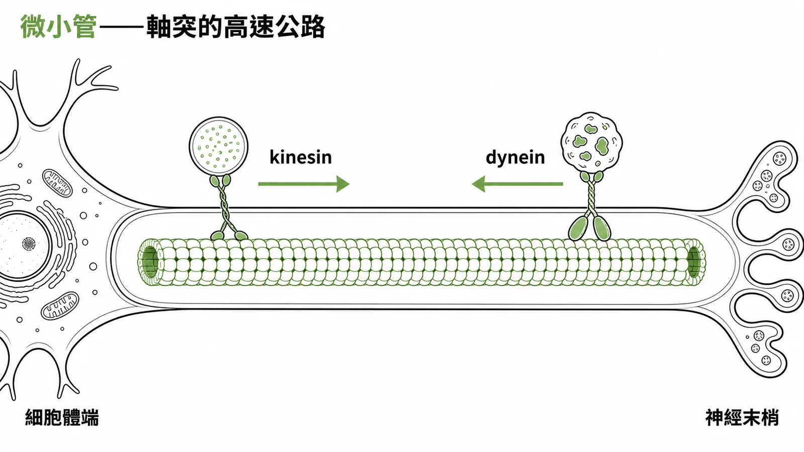 微小管是軸突運輸的軌道，kinesin順向、dynein逆向