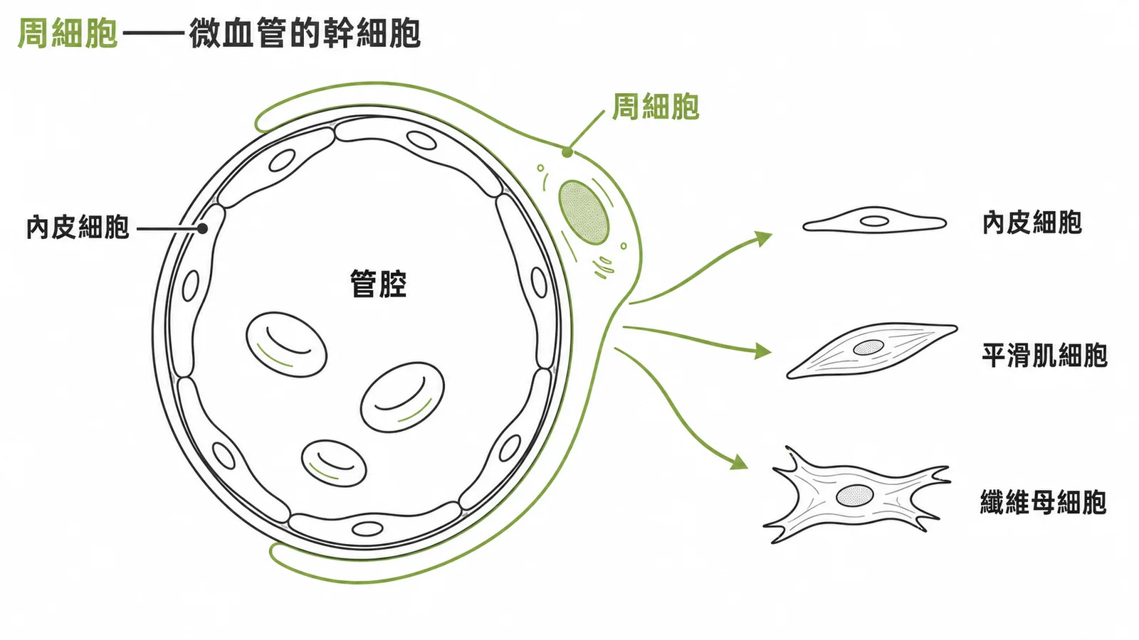 周細胞附著微血管外壁，可分化為內皮、平滑肌、纖維母細胞