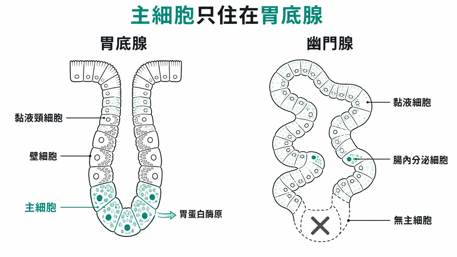 主細胞只分布在胃底腺而不在幽門腺的對照示意圖