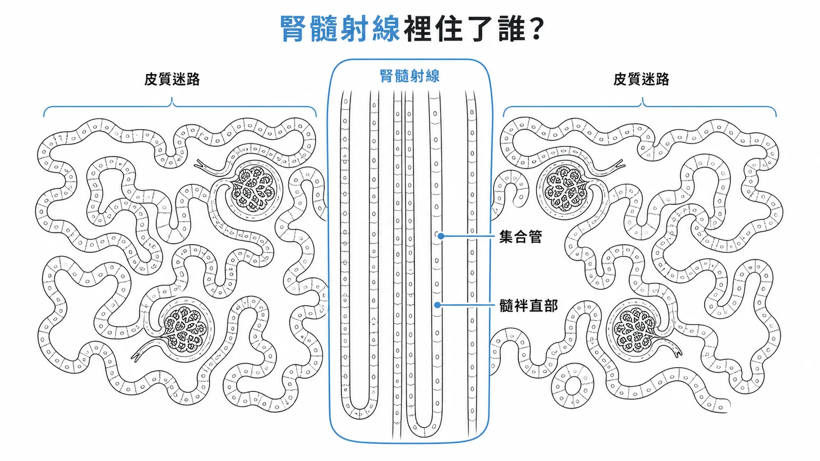 腎髓射線內只含集合管與髓袢直部的皮質斷面示意圖