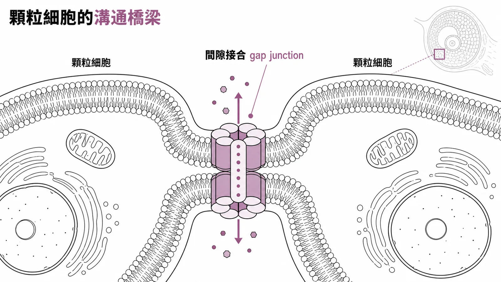 顆粒細胞之間間隙接合通道讓小分子雙向通過的放大示意圖