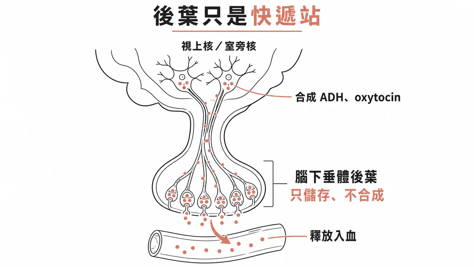 下視丘合成激素經軸突運至腦下垂體後葉儲存釋放的示意圖