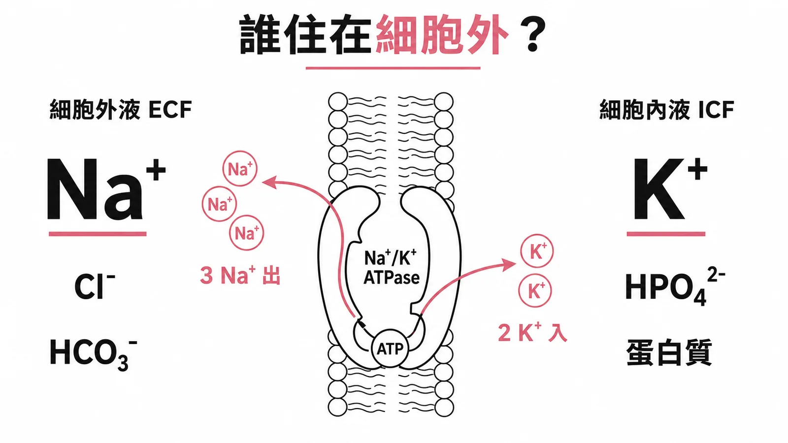 細胞外液主要陽離子Na+與細胞內液主要陽離子K+的對照圖