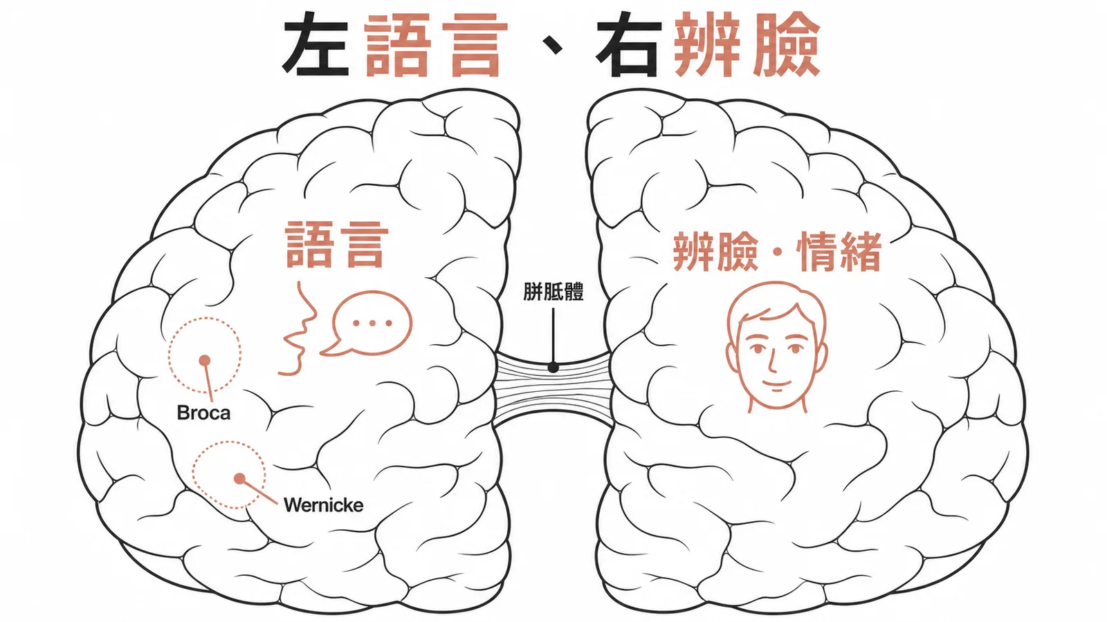 左腦負責語言右腦負責辨臉與情緒的互補式特化示意圖