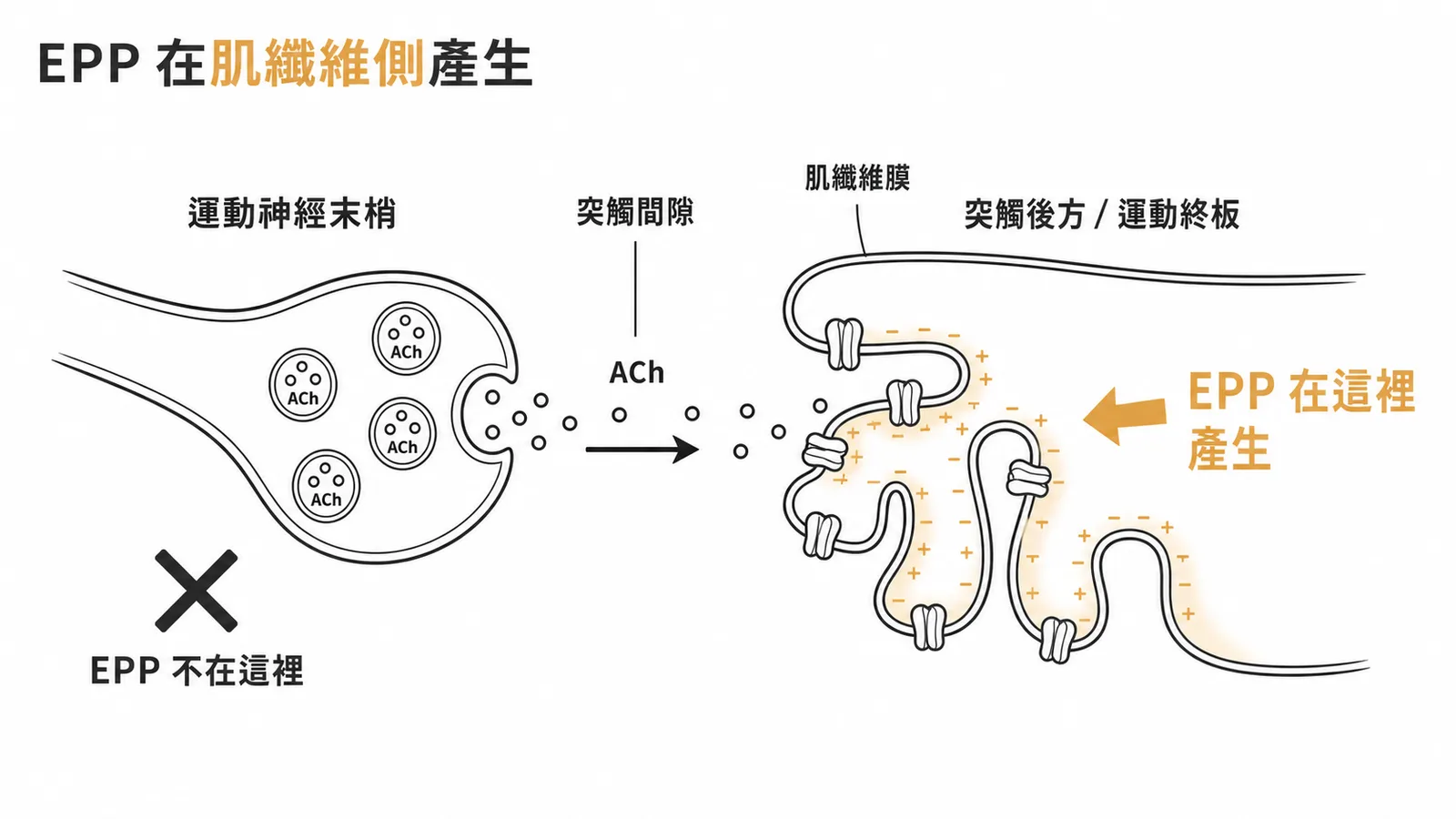終板電位EPP在突觸後方肌纖維側產生而非神經末梢的NMJ示意圖