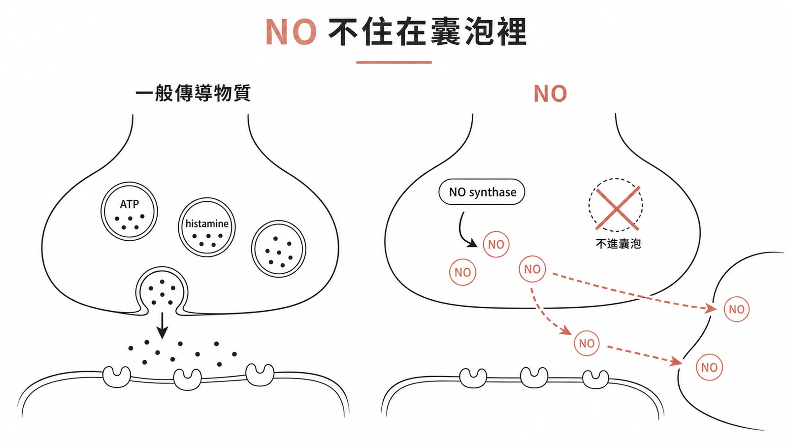 一氧化氮NO不儲存在囊泡而是隨用隨合成直接穿膜擴散的對照圖