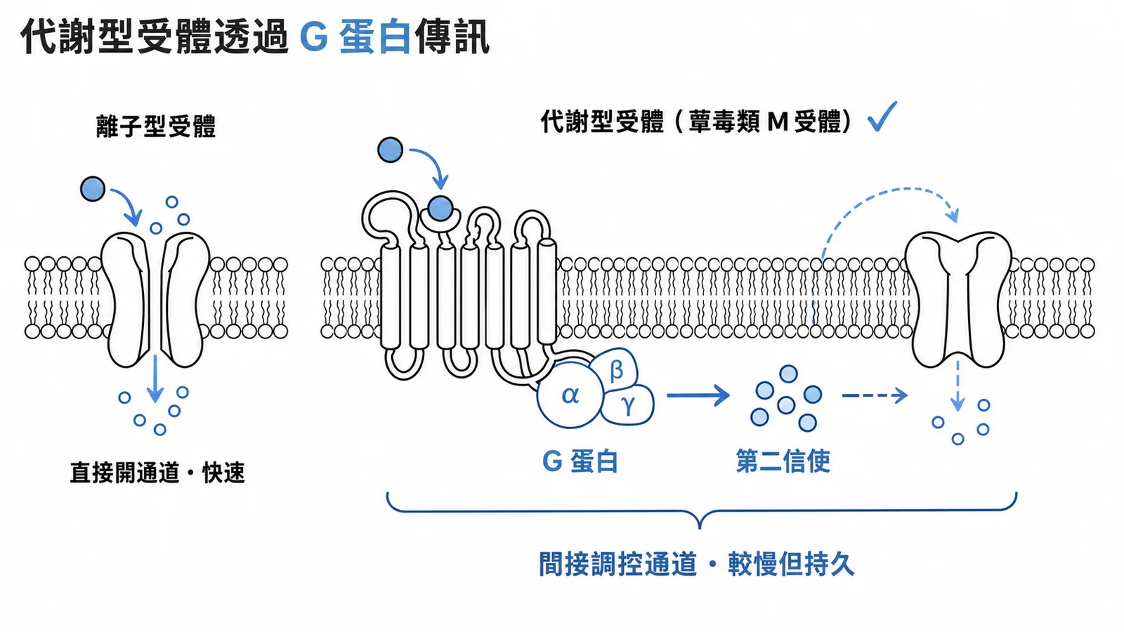 離子型受體直接開通道（快速）vs 代謝型受體透過G蛋白間接傳訊（較慢但持久）