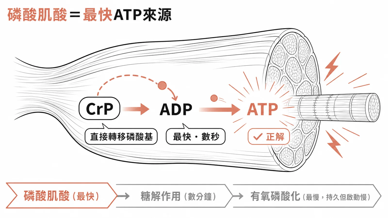 磷酸肌酸直接將磷酸基轉移給ADP，是肌肉收縮最快的ATP來源
