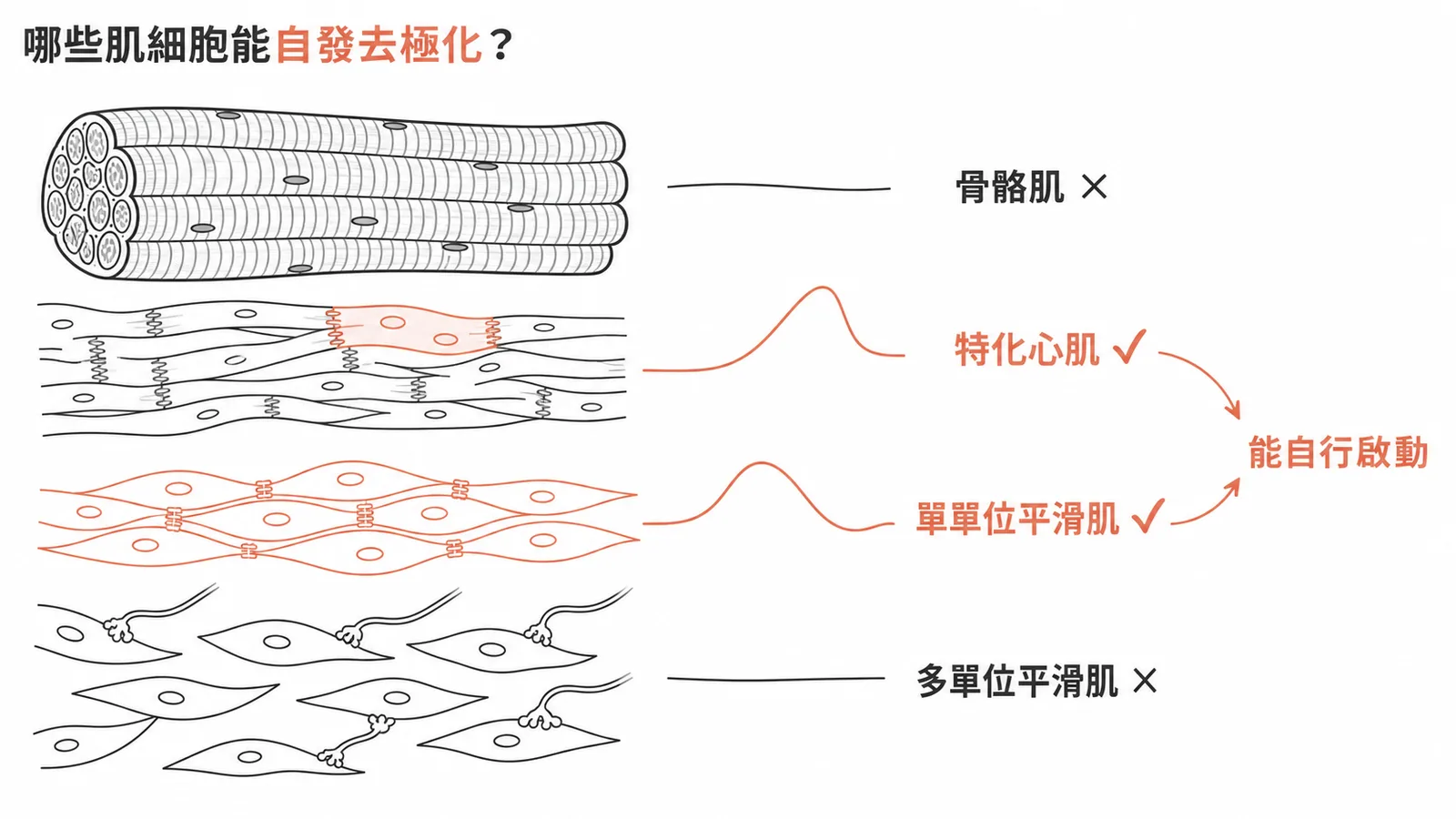 單單位平滑肌與特化心肌能自發去極化，骨骼肌與多單位平滑肌則不能