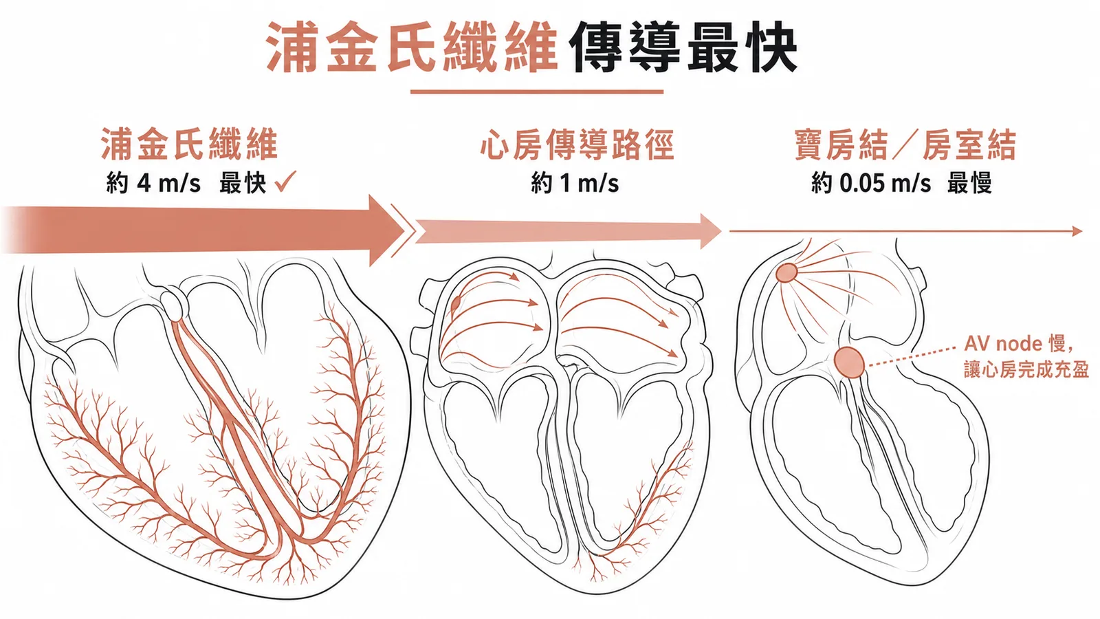 心臟傳導速度排序：浦金氏纖維約4m/s最快，心房約1m/s，竇房結與房室結約0.05m/s最慢