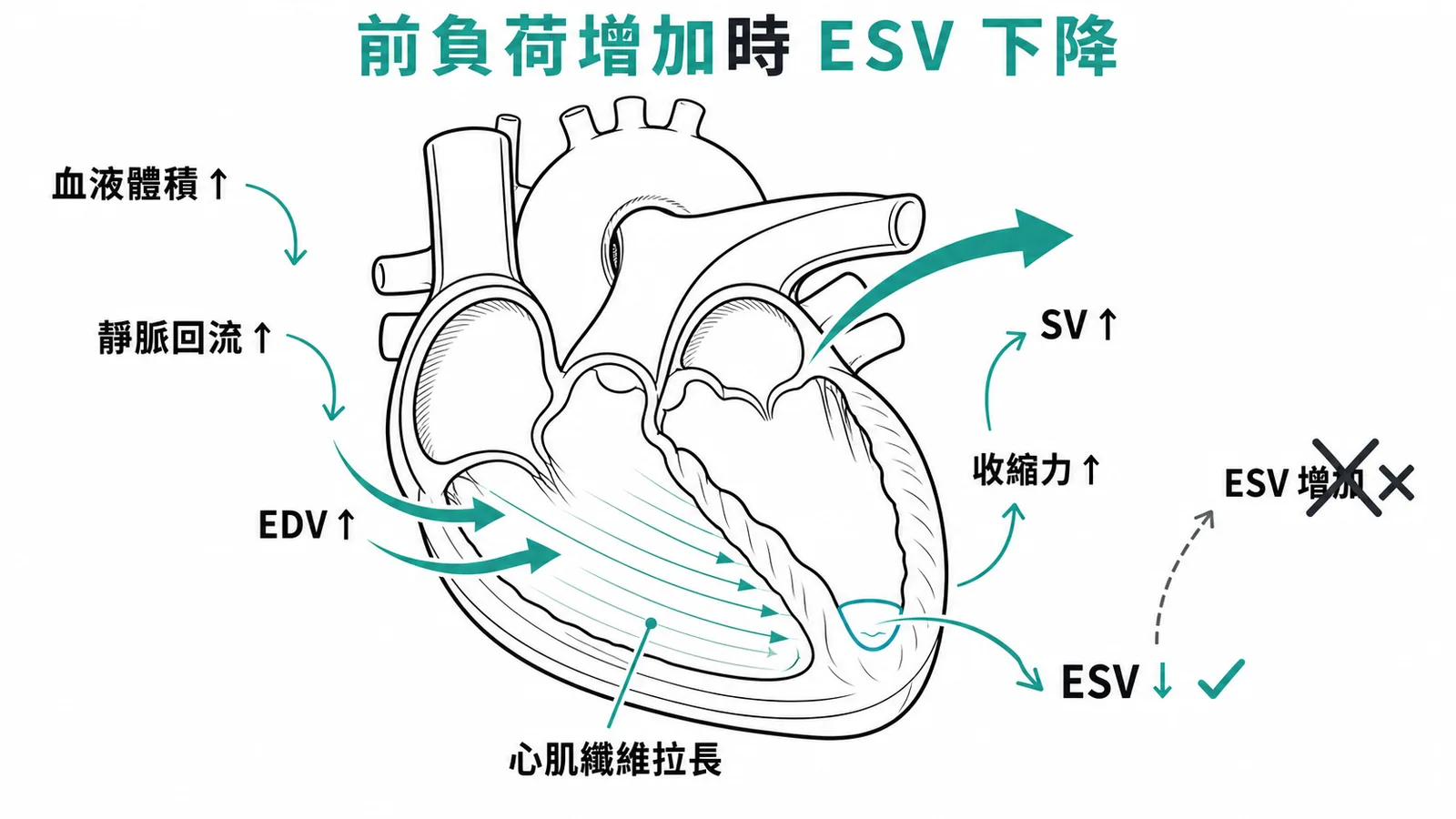 Frank-Starling定律：前負荷增加時EDV↑→SV↑→ESV↓，ESV增加是錯誤的