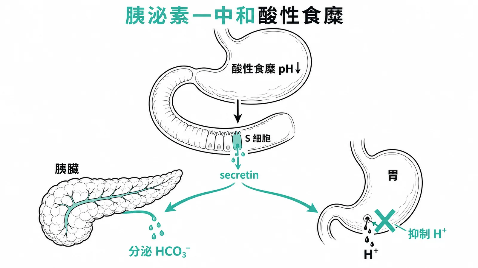 胰泌素因酸性食糜分泌後促胰臟釋放碳酸氫根並抑制胃酸