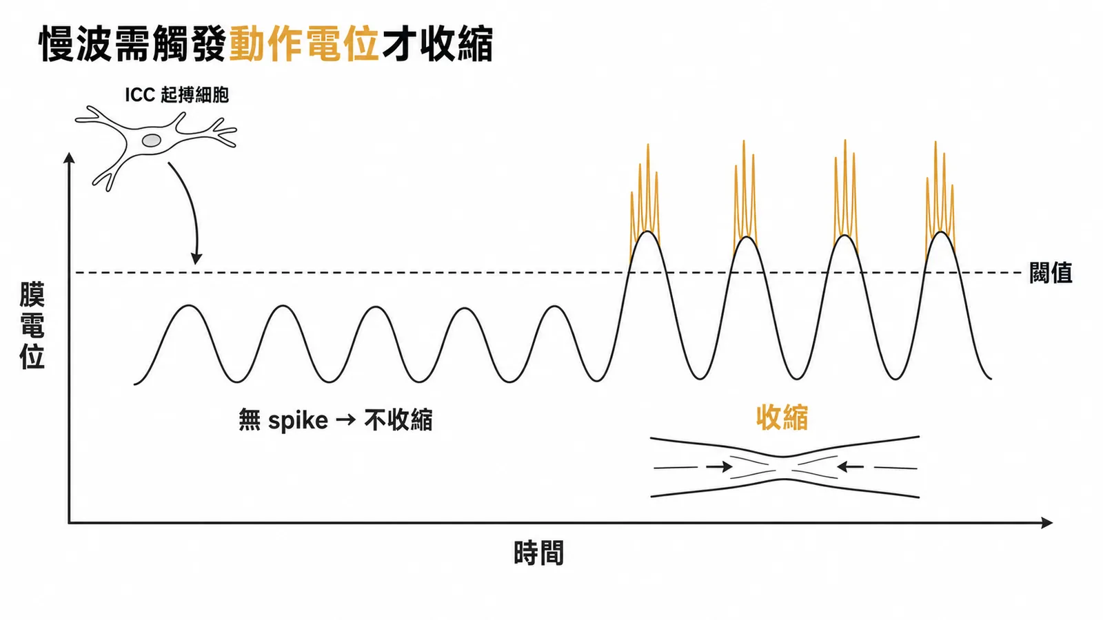 腸道慢波需達閾值觸發動作電位才引起平滑肌收縮