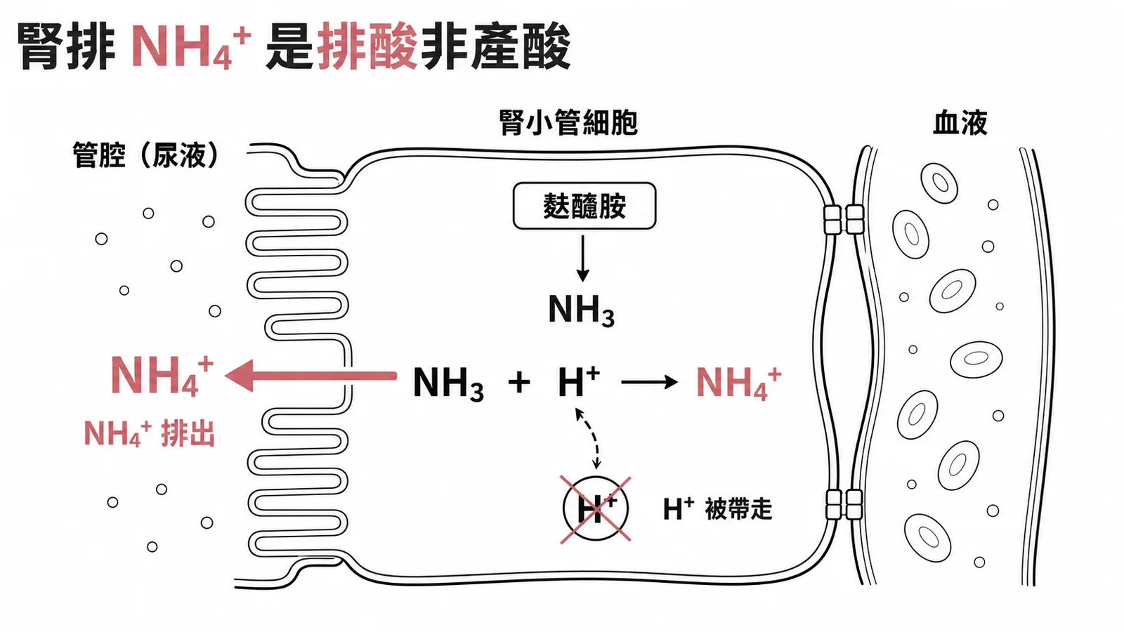 腎小管細胞將氨與氫離子結合為銨離子排出的排酸機制