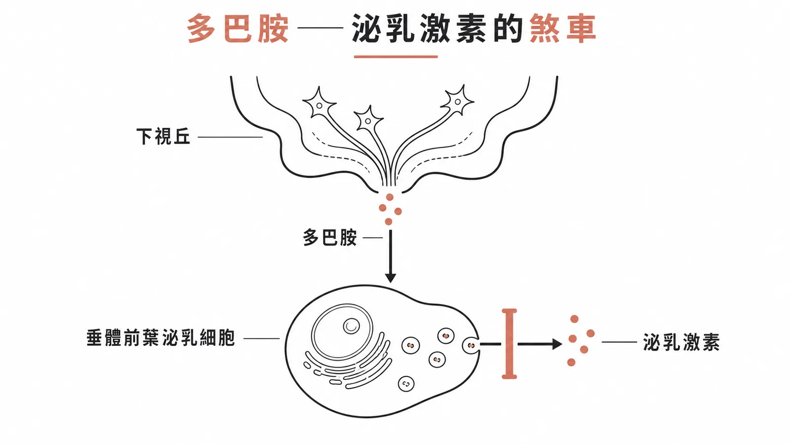 下視丘多巴胺抑制垂體前葉泌乳激素分泌的機制